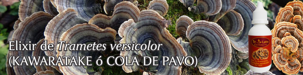 Te Latte CaféElixir de Trametes versicolor (Kawaratake) o Cola de Pavo